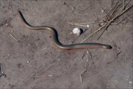 Редкие пресмыкающиеся Псковской области